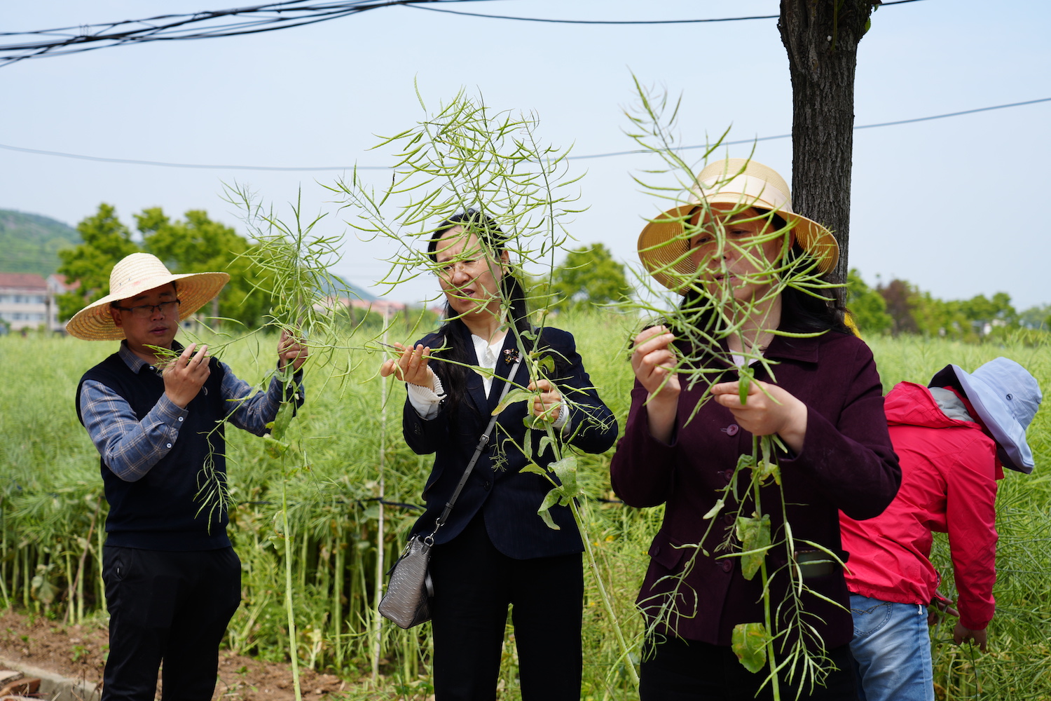 测产专家组成员测算每株油菜角果数量