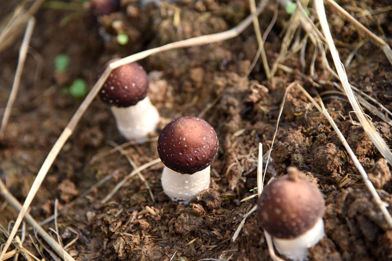 钻出“稻草被”的红松茸。蒋朝常摄