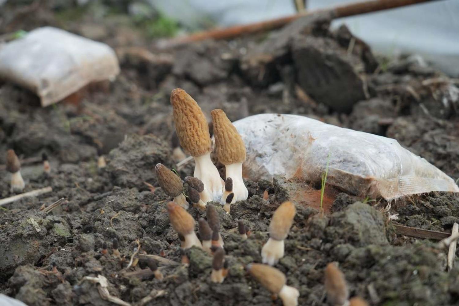 远安县茅坪场镇菌香苑食用菌专业合作社，羊肚菌破土而出。（通讯员 晏华华 摄）